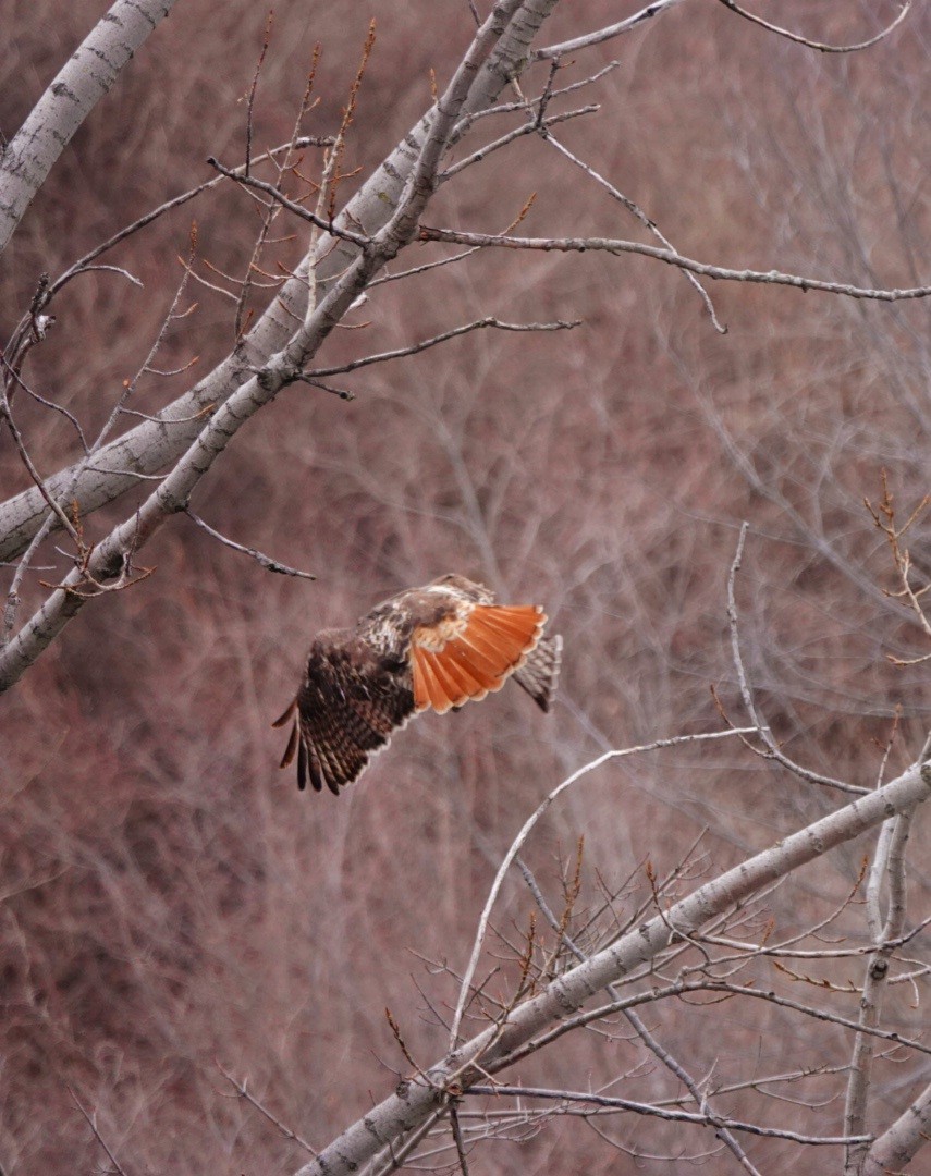 Red-tailed Hawk - kathryn clark