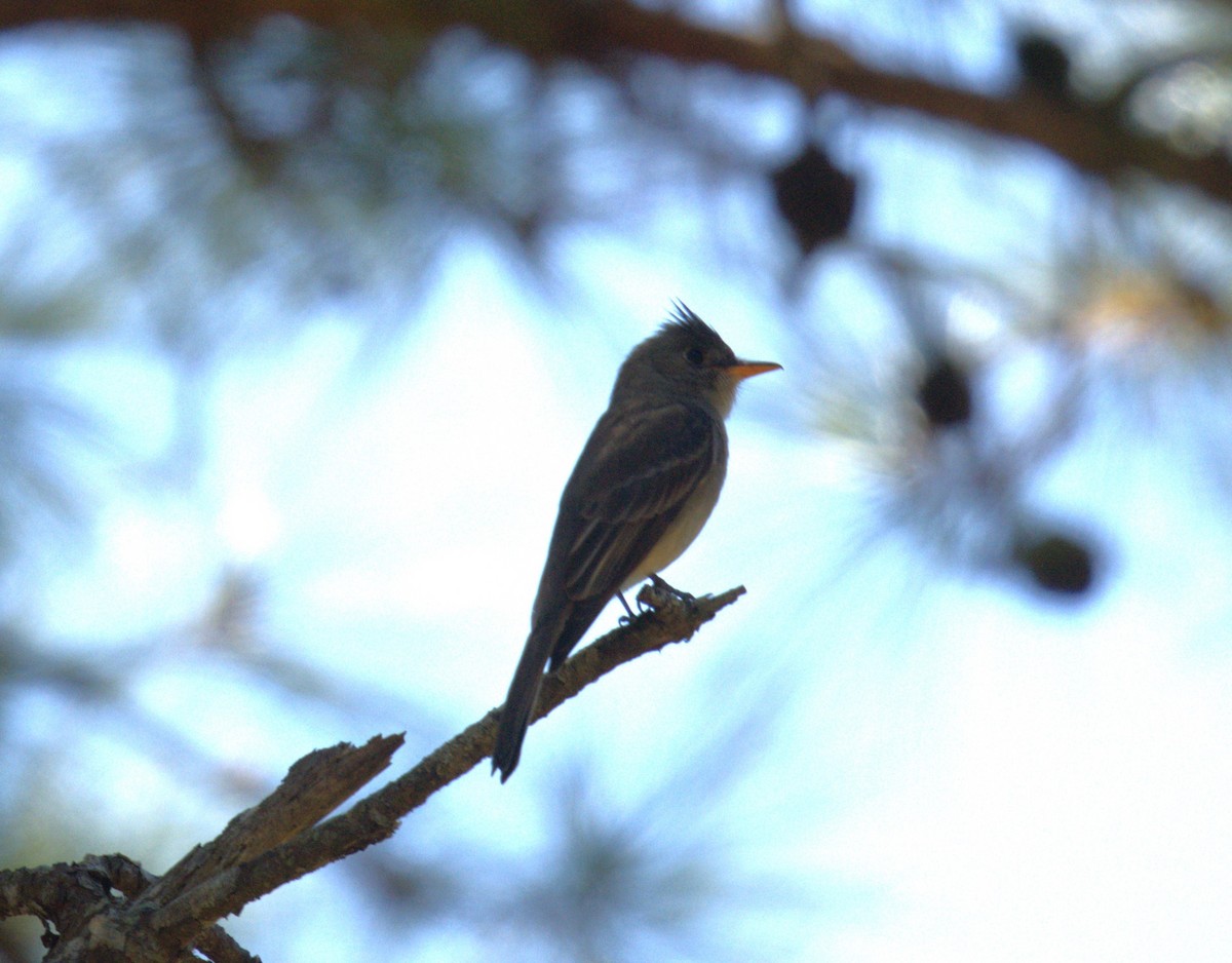 Yellow-bellied Elaenia - ML614718803