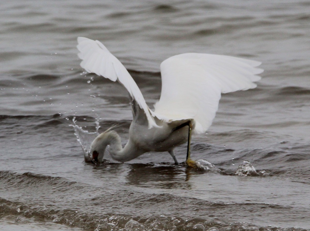 Snowy Egret - ML614718809