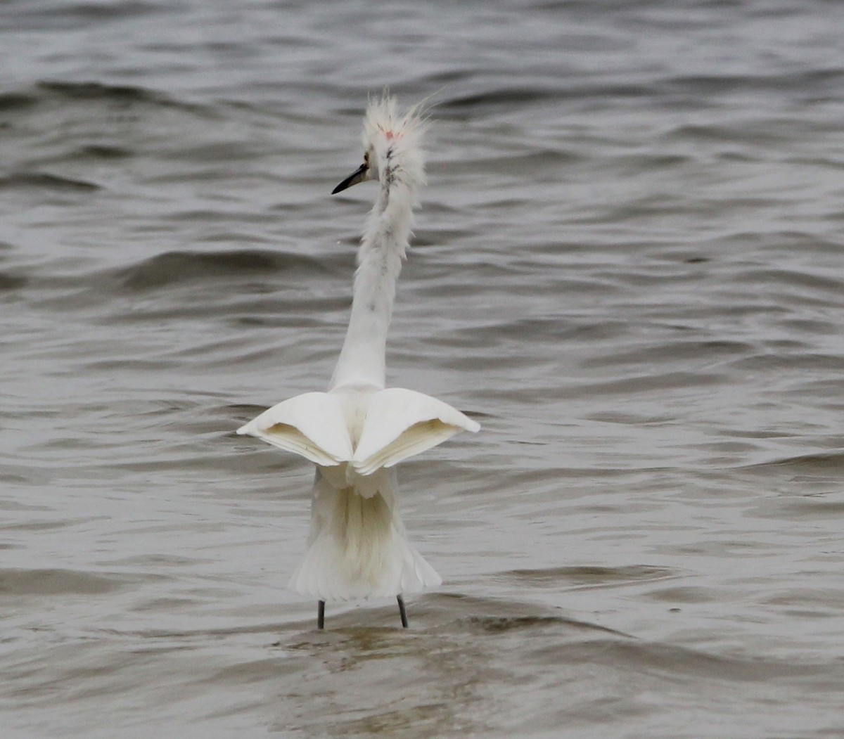 Snowy Egret - ML614718810