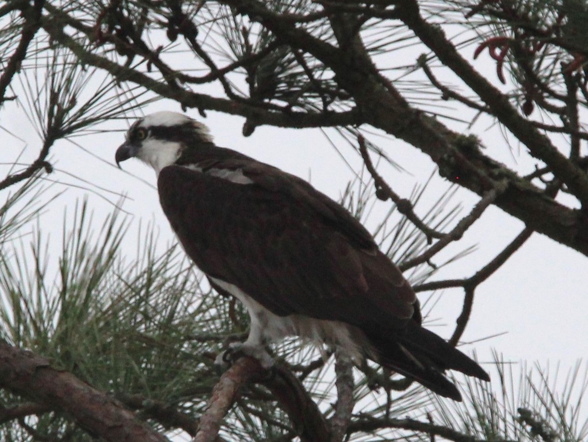 Osprey - ML614718838