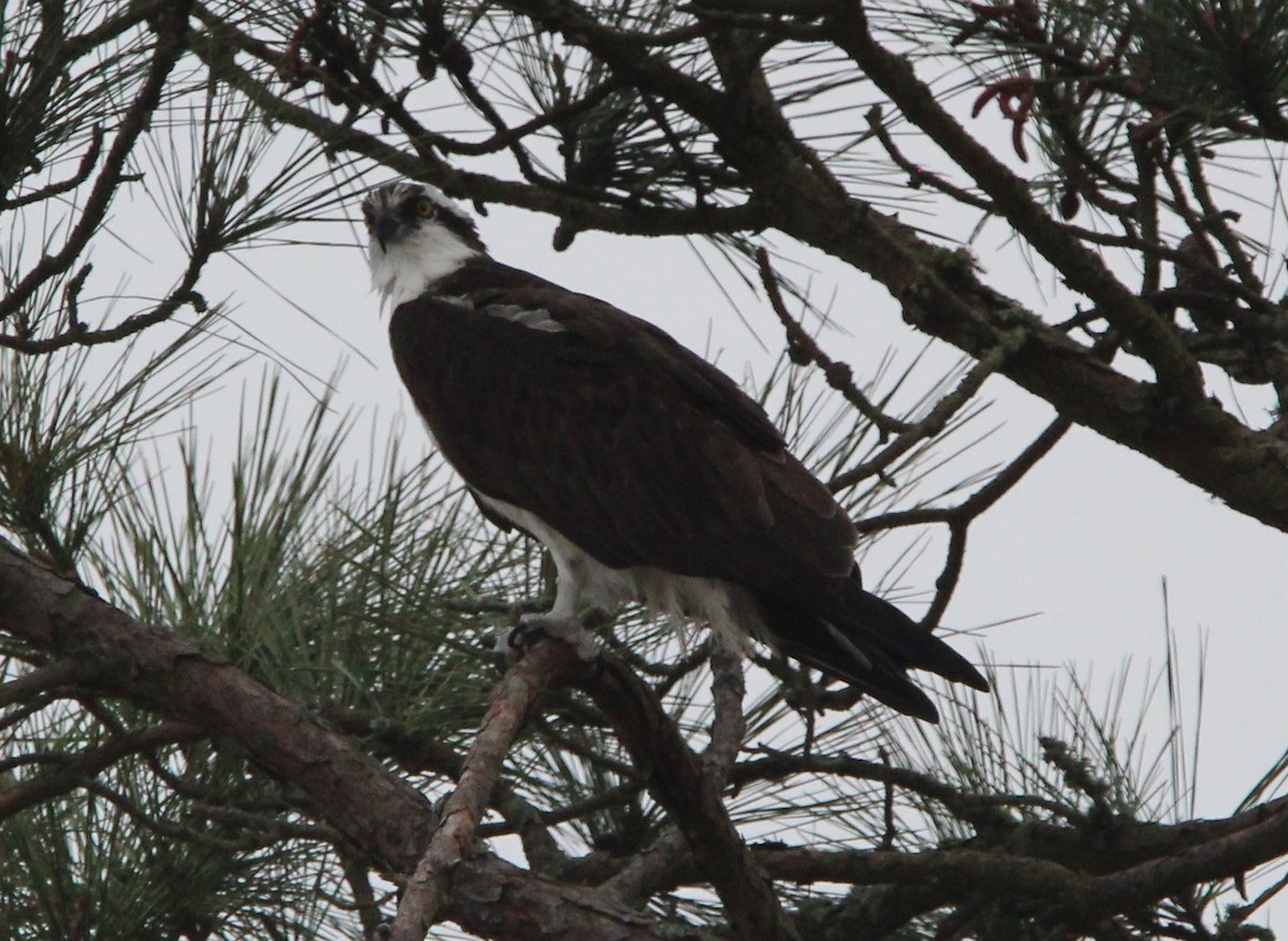 Osprey - ML614718839