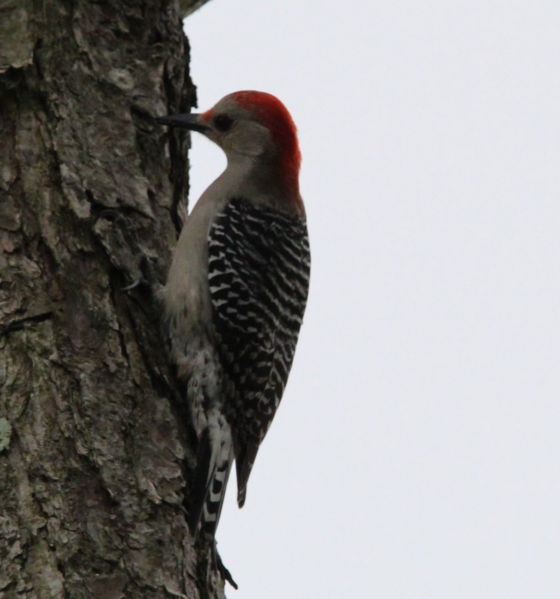 Red-bellied Woodpecker - ML614718848