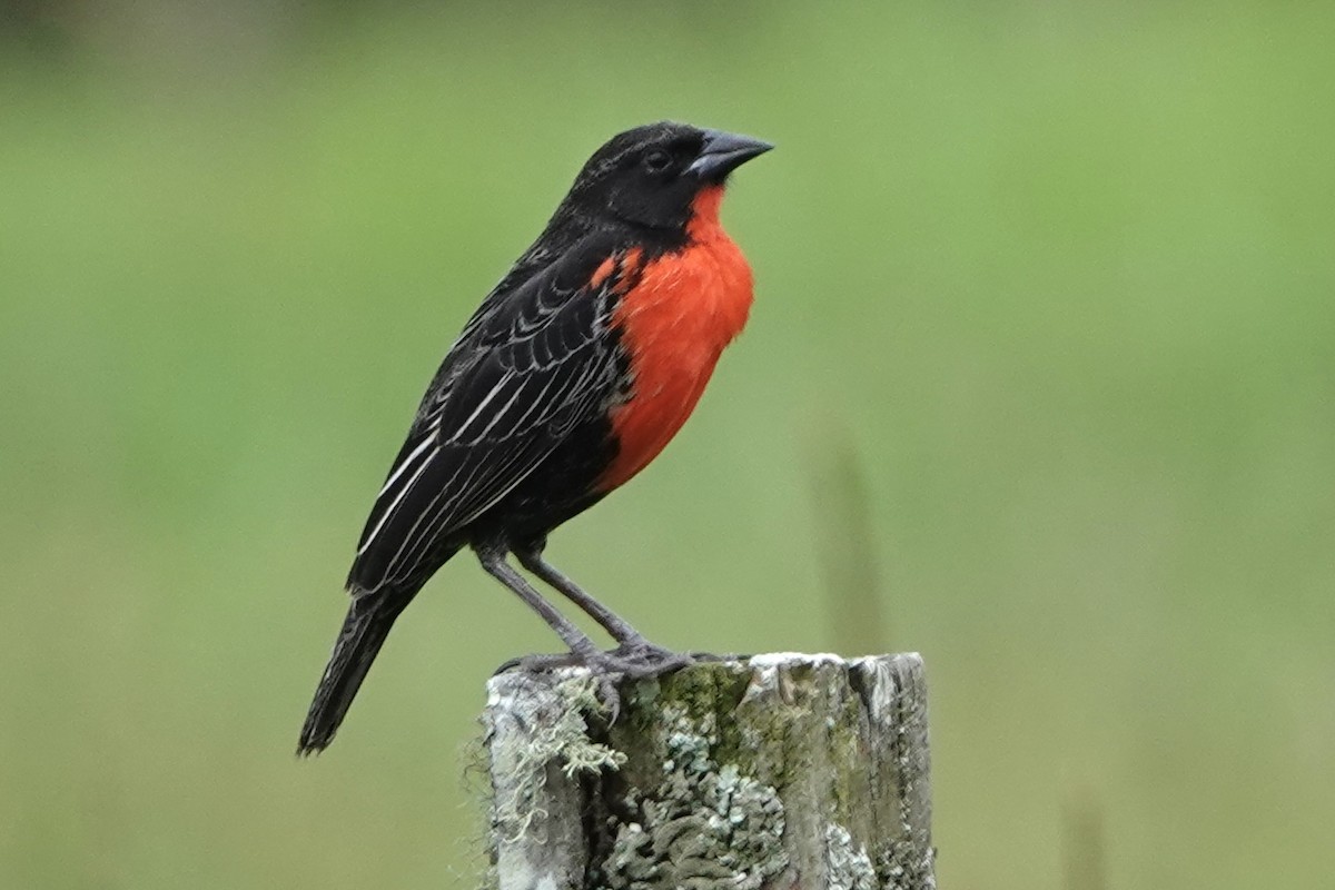 Red-breasted Meadowlark - ML614718861