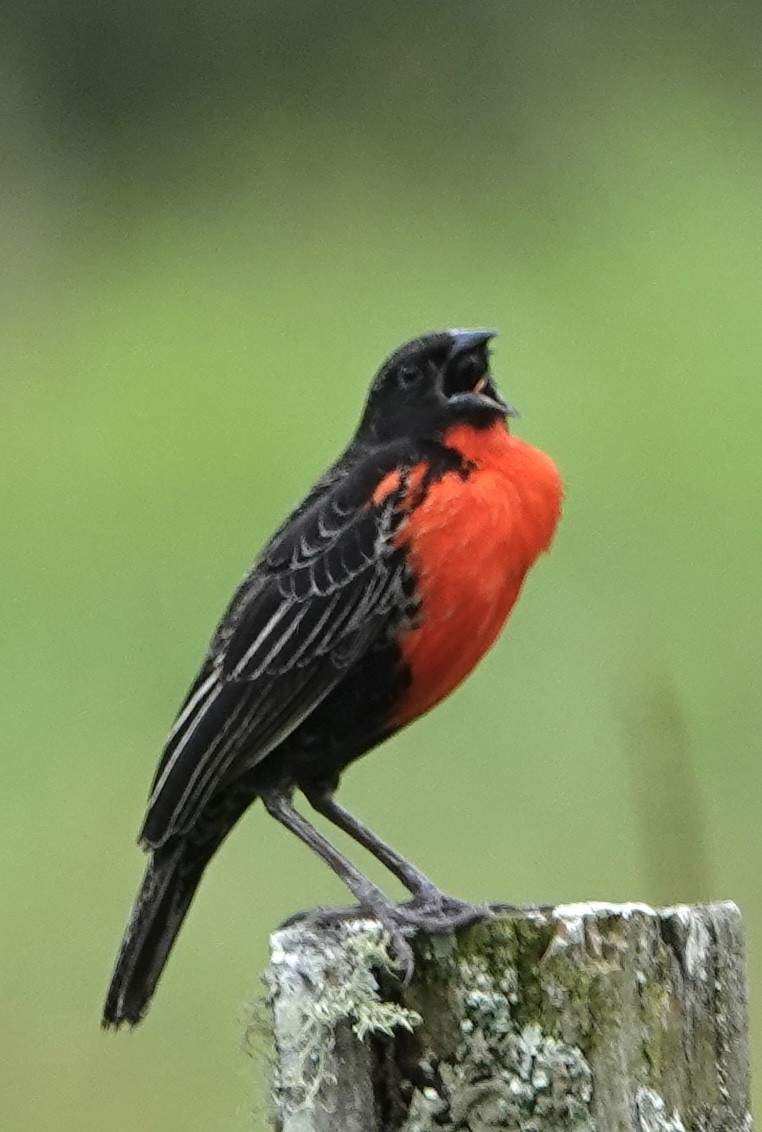 Red-breasted Meadowlark - ML614718863