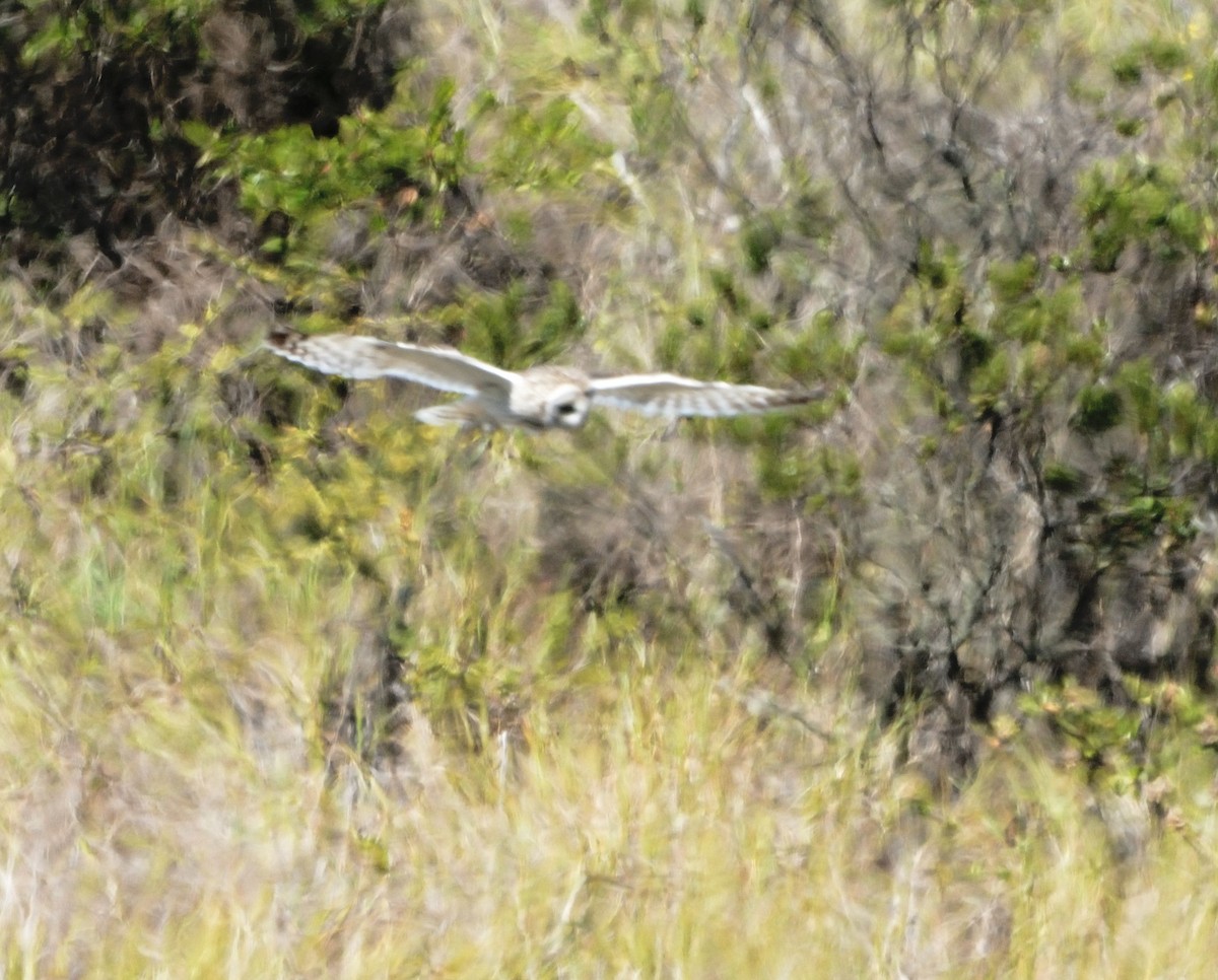 Short-eared Owl (Hawaiian) - ML614718896