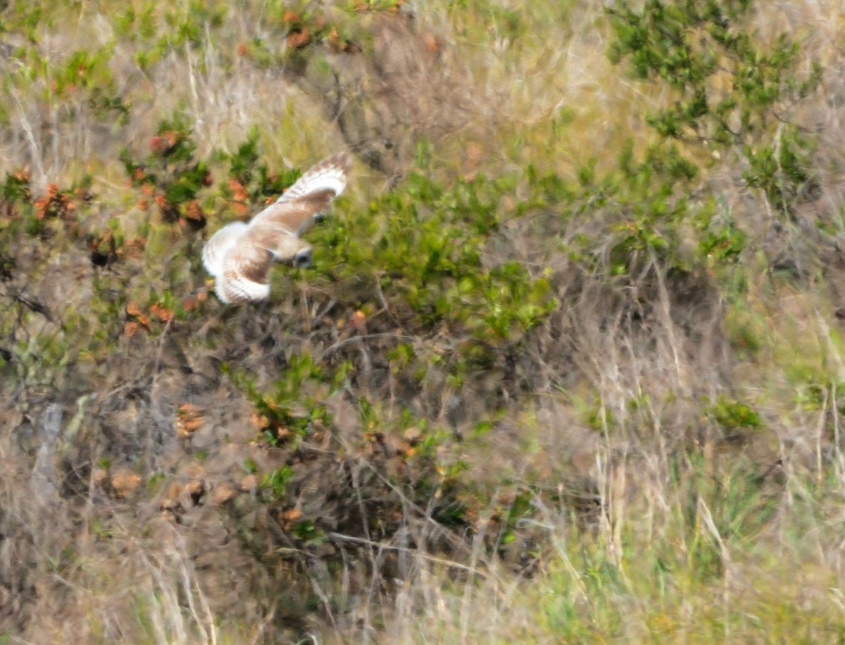 Short-eared Owl (Hawaiian) - ML614718897