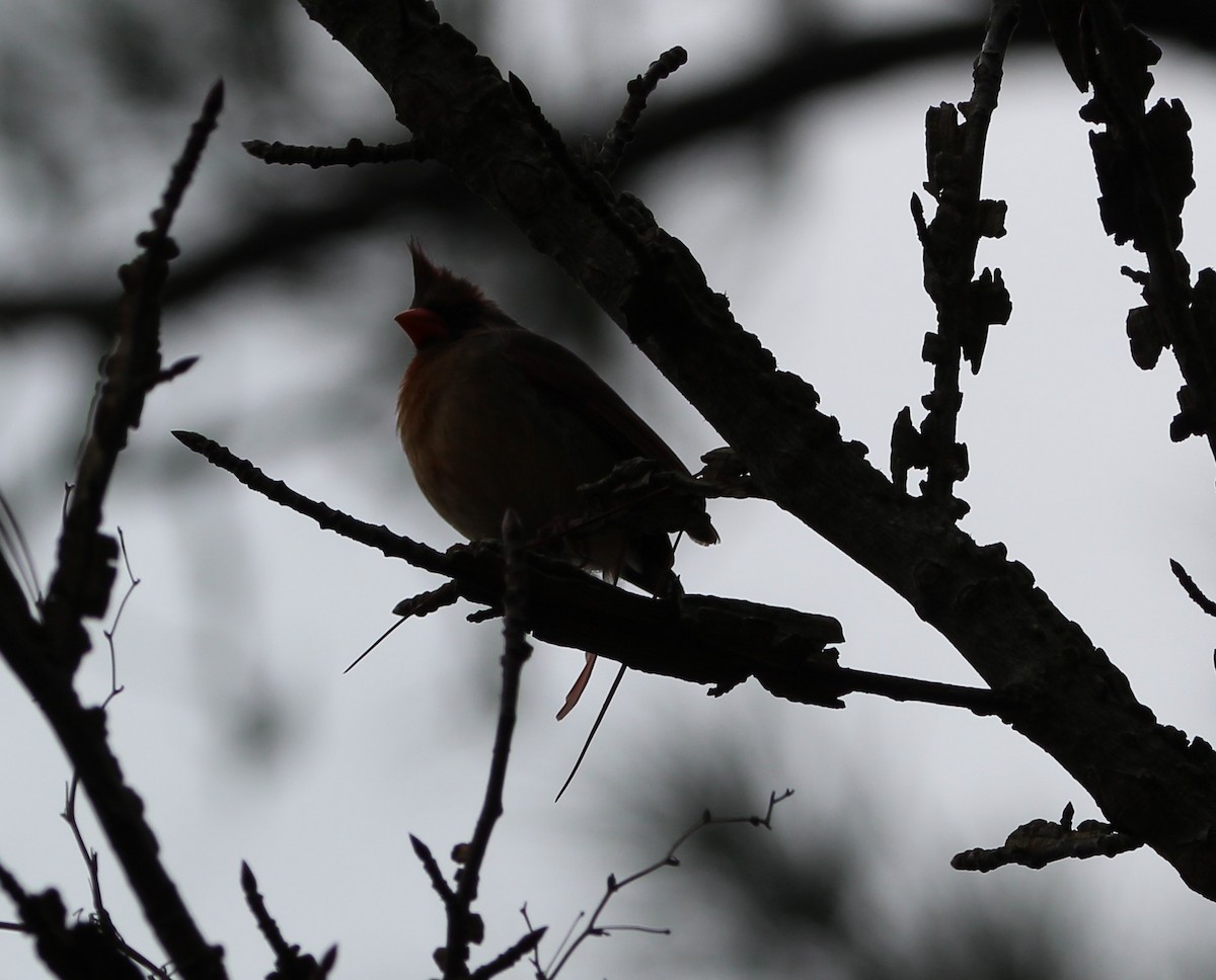 Northern Cardinal - ML614718914