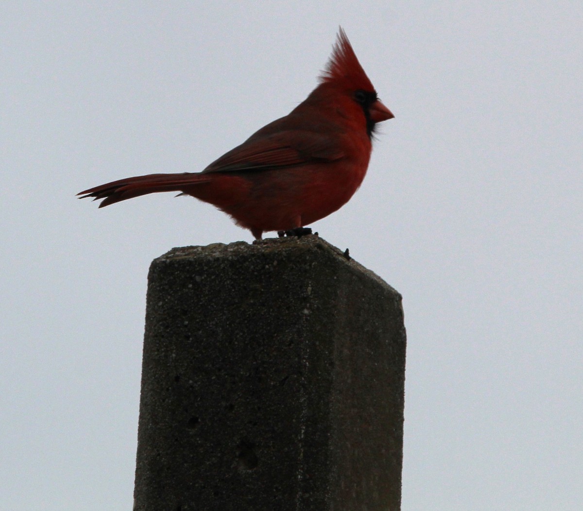 Northern Cardinal - Cristopher McFall