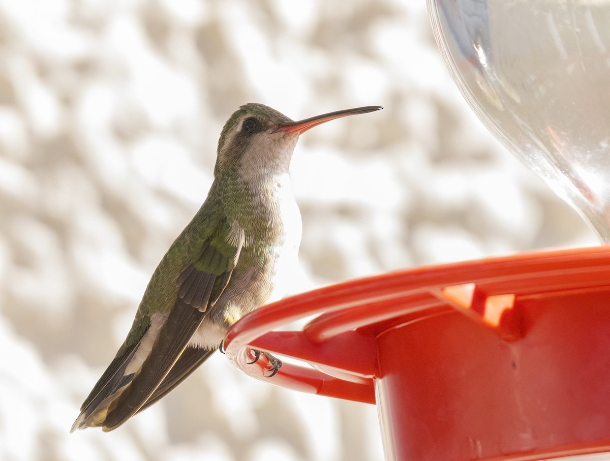 Broad-billed Hummingbird - ML614718992