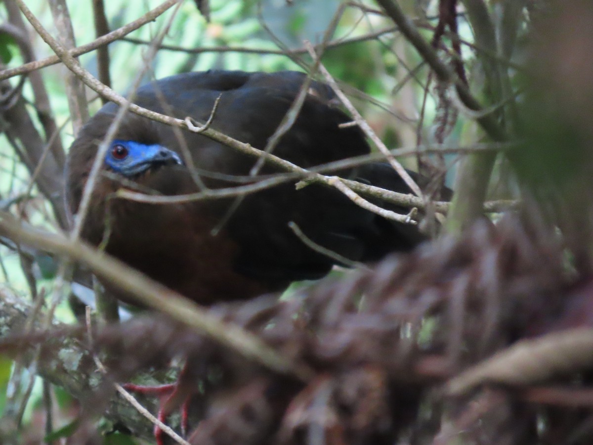 Sickle-winged Guan - ML614718995