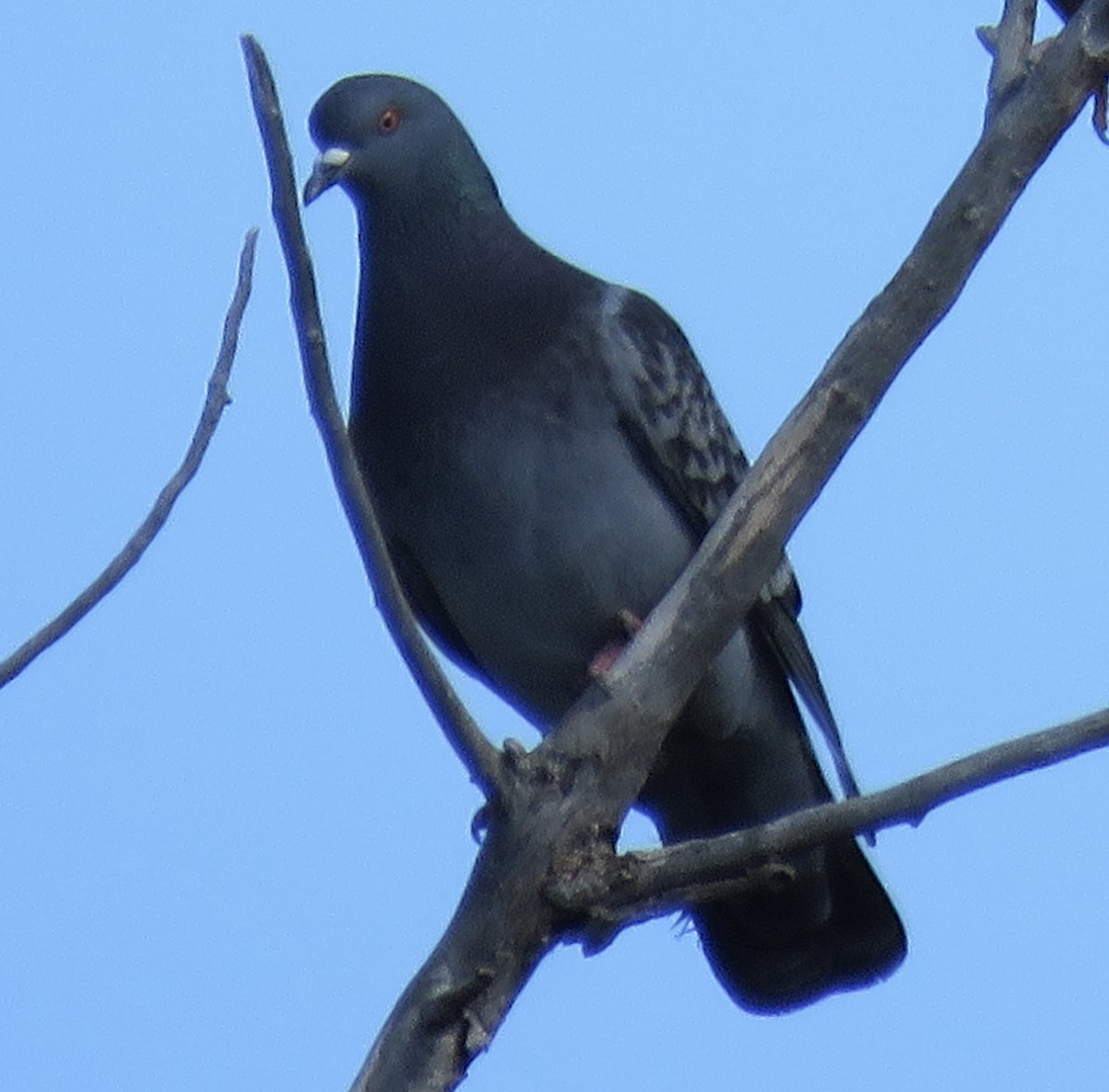 Rock Pigeon (Feral Pigeon) - ML614719001