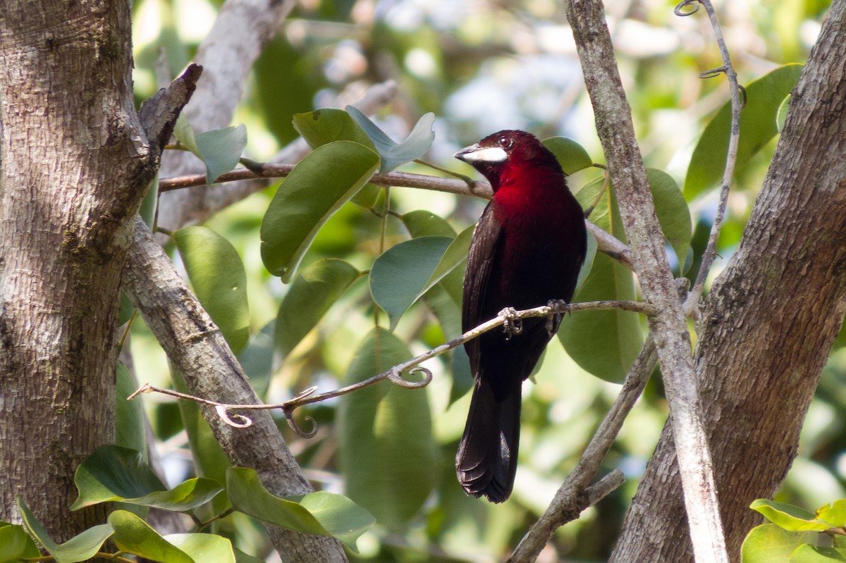 Silver-beaked Tanager - Carlos Peñaloza