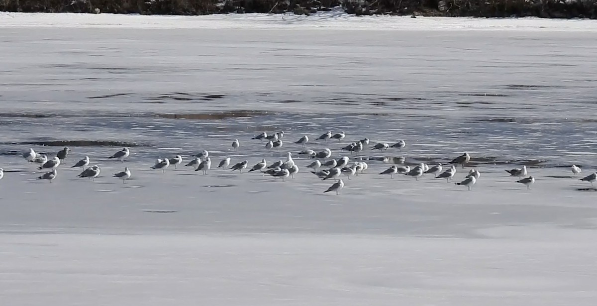 Ring-billed Gull - ML614719150