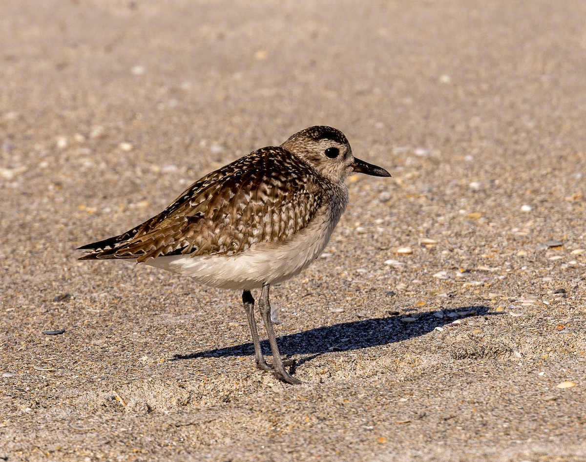 Black-bellied Plover - Michael Heaney