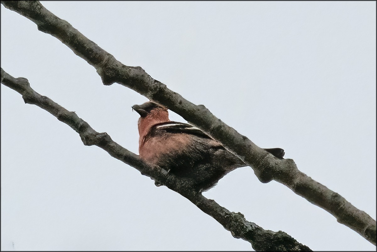 Bindenkreuzschnabel - ML614719201