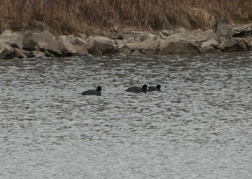 American Coot - ML614719243