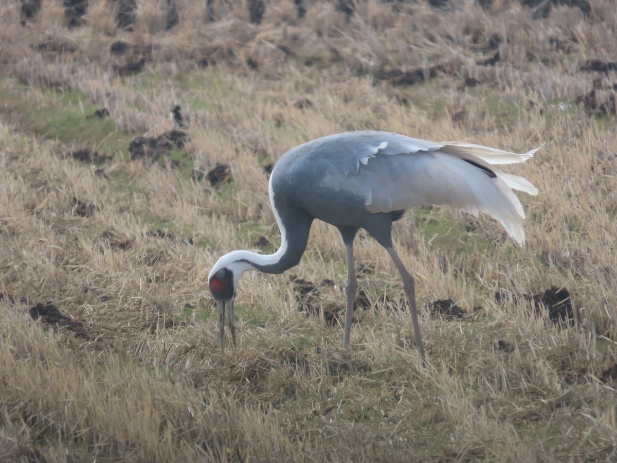 White-naped Crane - ML614719262