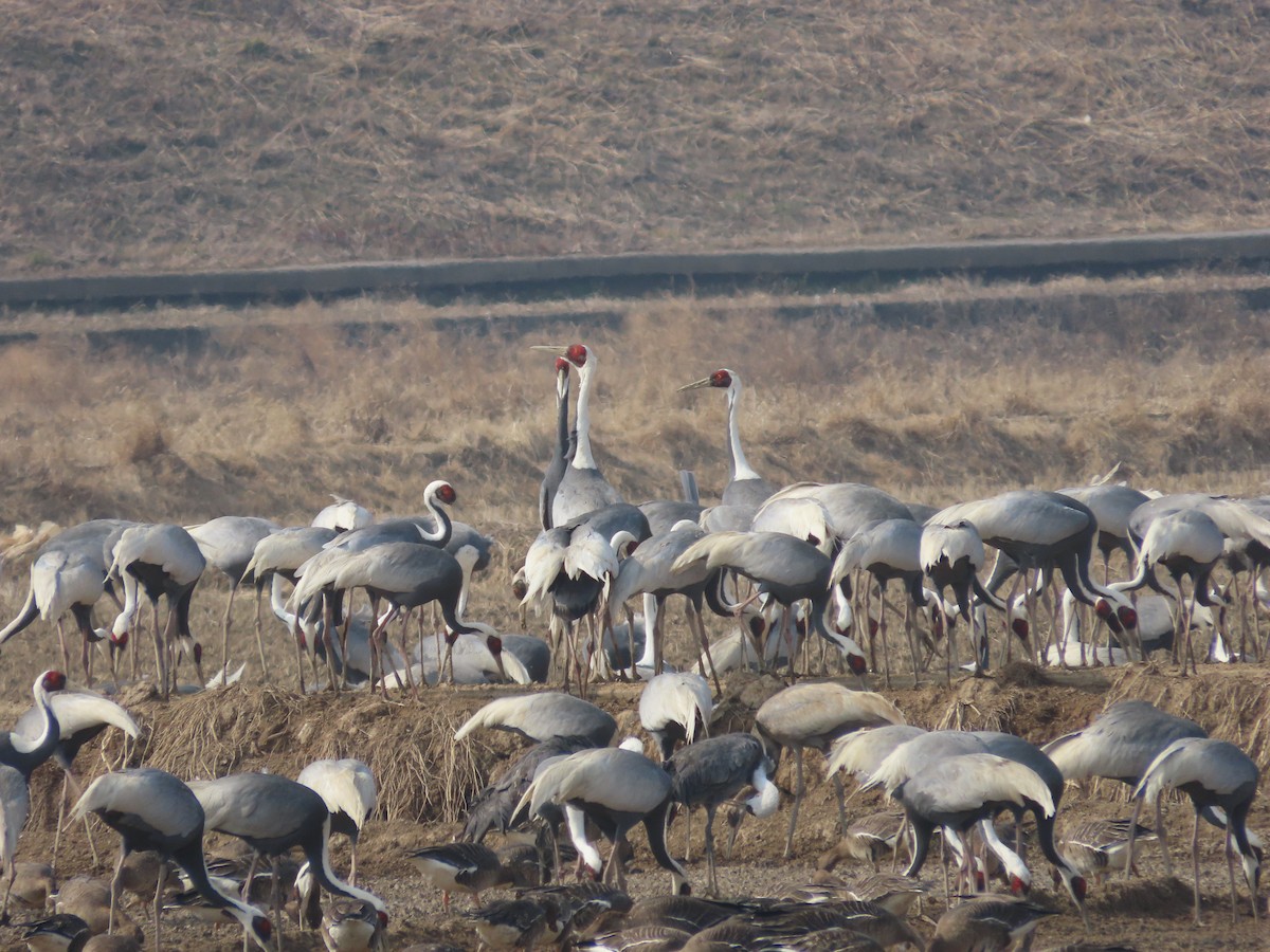 White-naped Crane - ML614719264