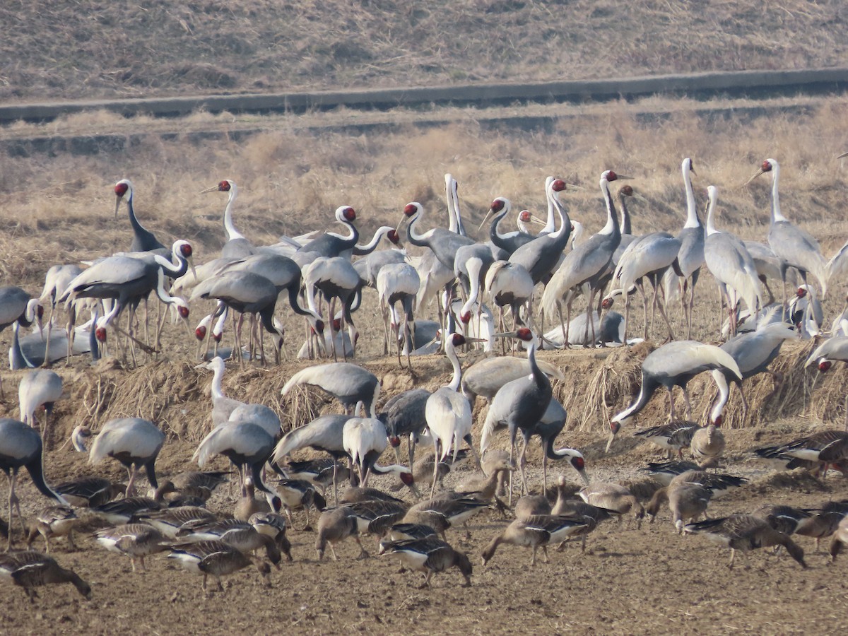 White-naped Crane - ML614719265