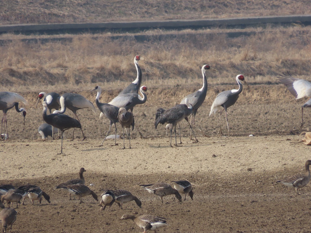 White-naped Crane - ML614719266