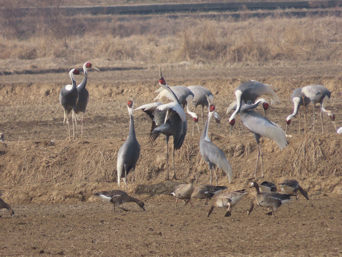 White-naped Crane - Mingyun Seo