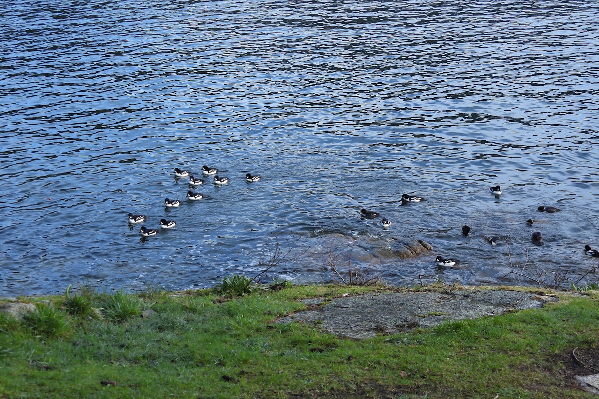 Barrow's Goldeneye - ML614719315
