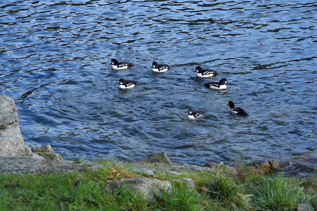 Barrow's Goldeneye - ML614719331