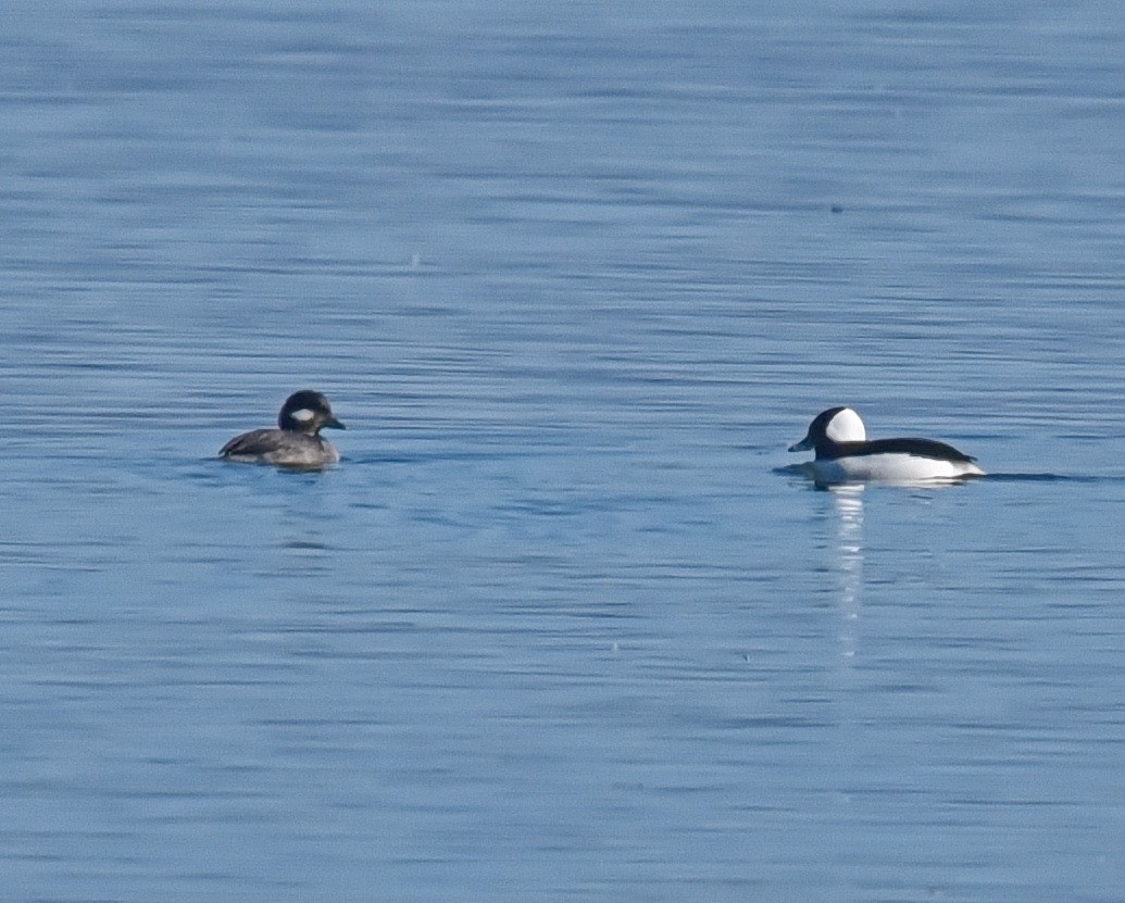 Bufflehead - Barb and Lynn