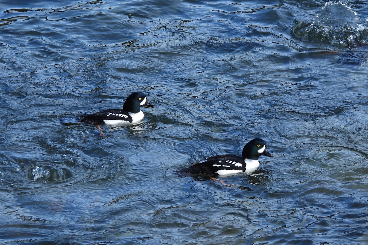 Barrow's Goldeneye - ML614719337