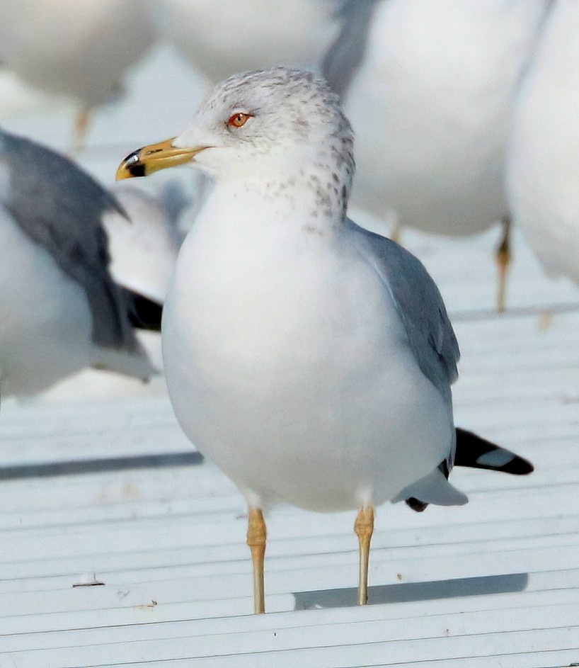 Ring-billed Gull - ML614719339