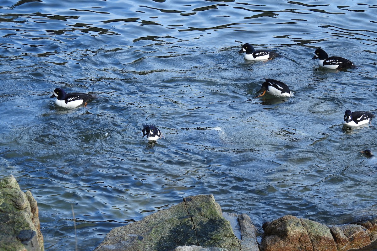 Barrow's Goldeneye - ML614719340