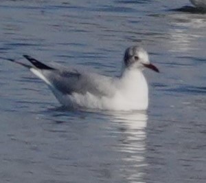 Mouette de Bonaparte - ML614719350