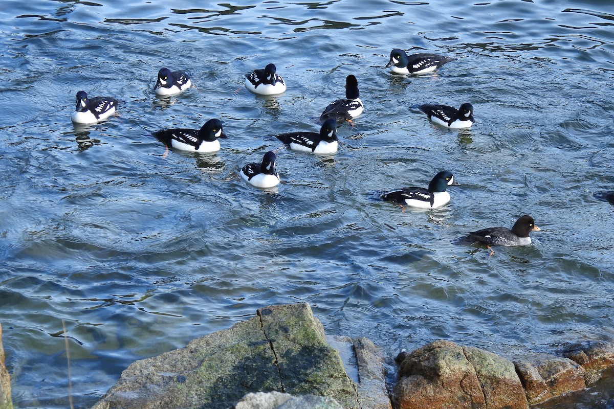 Barrow's Goldeneye - ML614719351