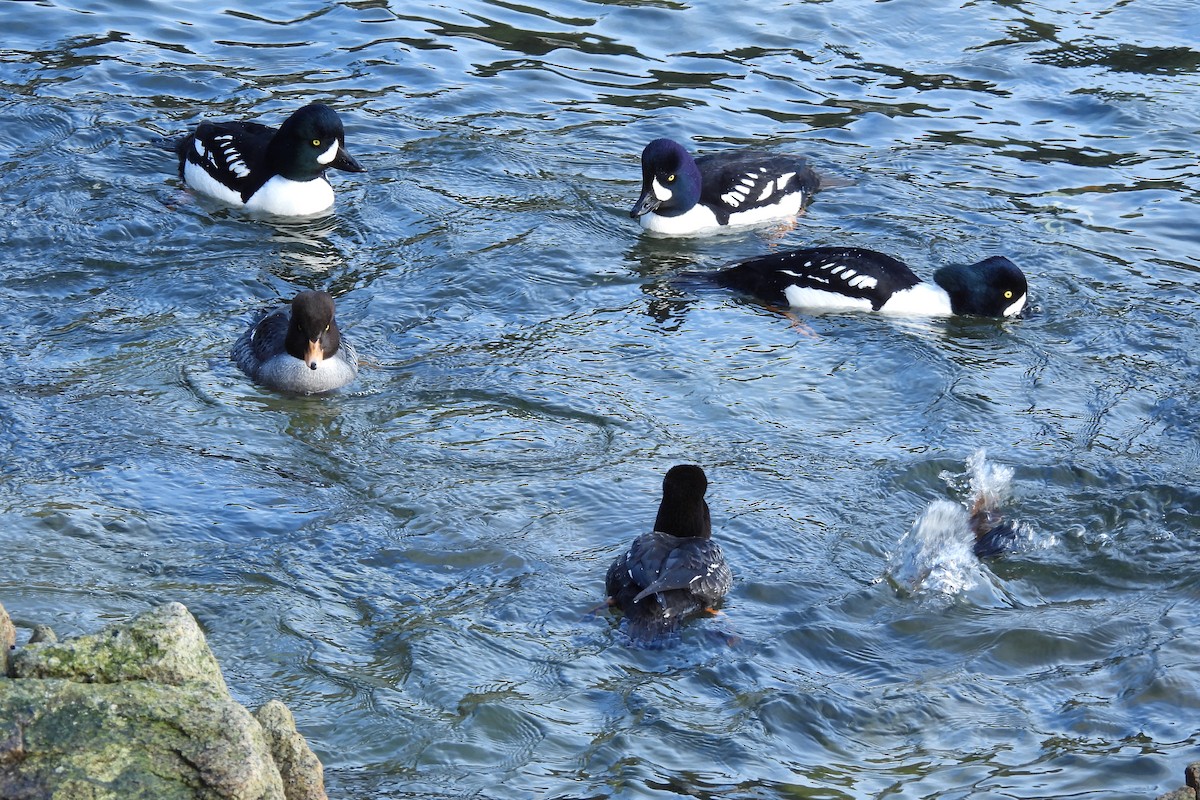 Barrow's Goldeneye - ML614719352