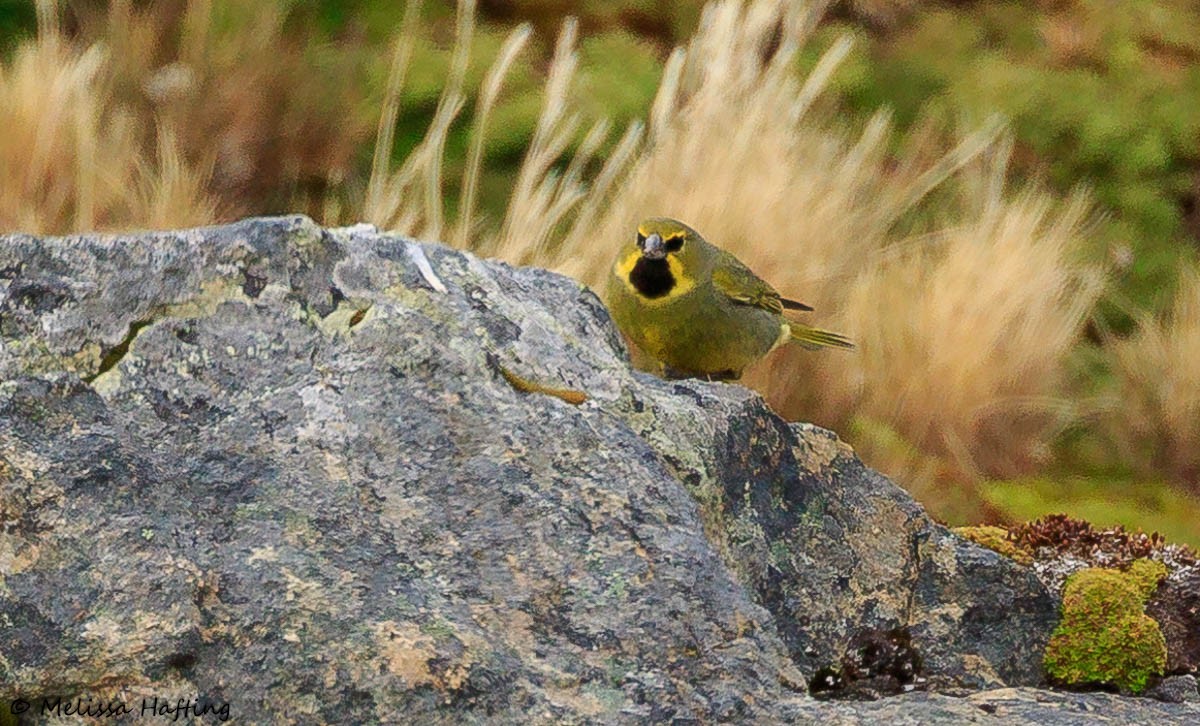 Yellow-bridled Finch - ML614719375