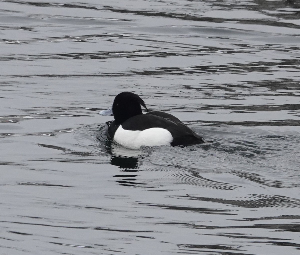 Tufted Duck - ML614719376