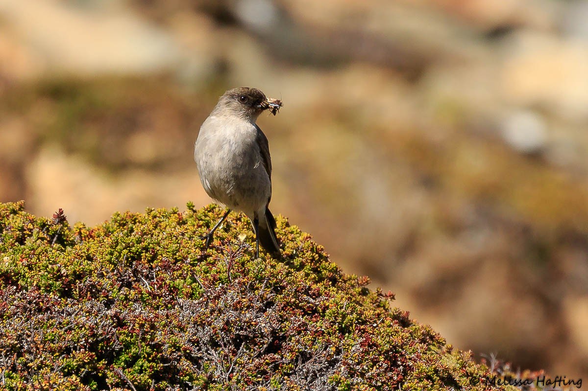 Dark-faced Ground-Tyrant - Melissa Hafting