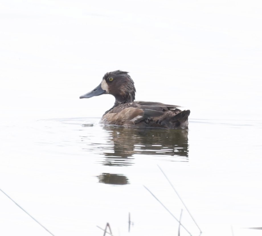 Lesser Scaup - Wendy Howes
