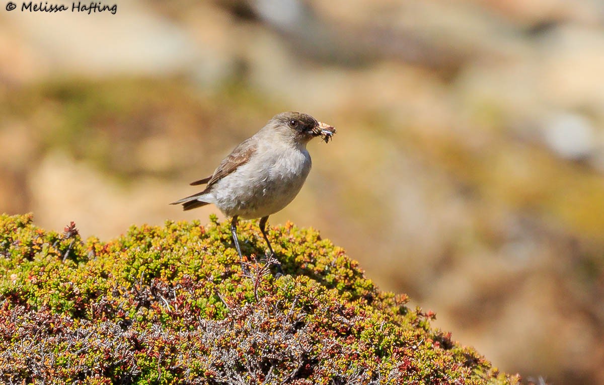 Dark-faced Ground-Tyrant - Melissa Hafting