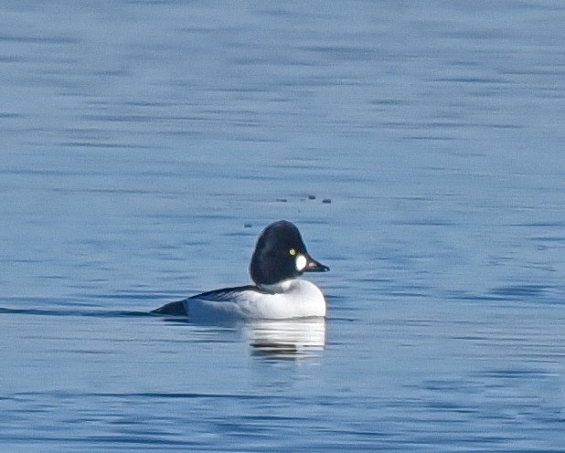 Common Goldeneye - ML614719424