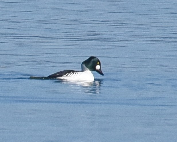 Common Goldeneye - ML614719433