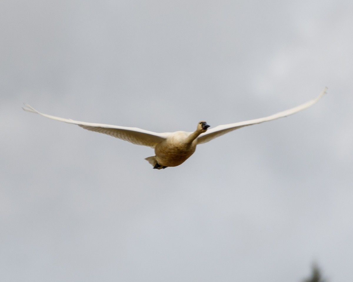 Tundra Swan - ML614719436