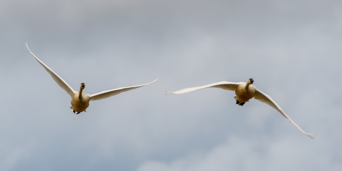 Tundra Swan - ML614719438