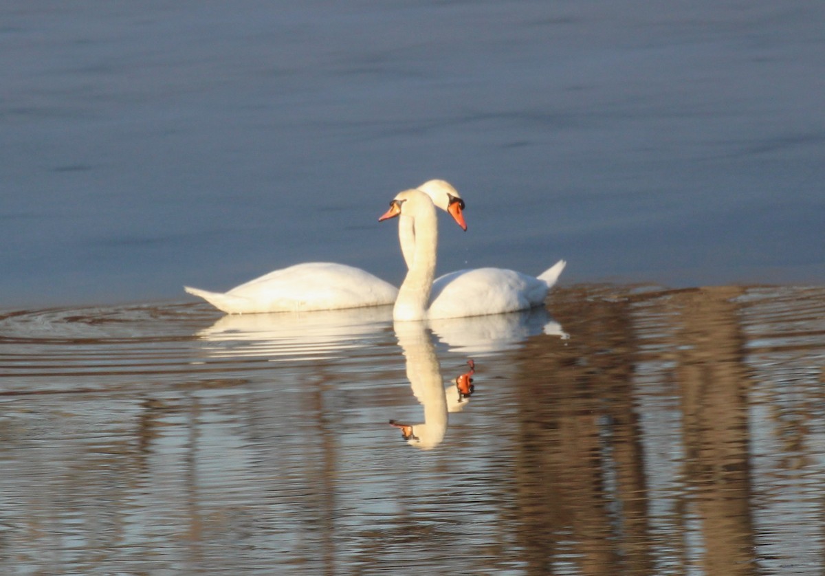 Mute Swan - ML614719537