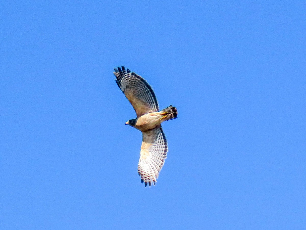 Red-shouldered Hawk - ML614719588