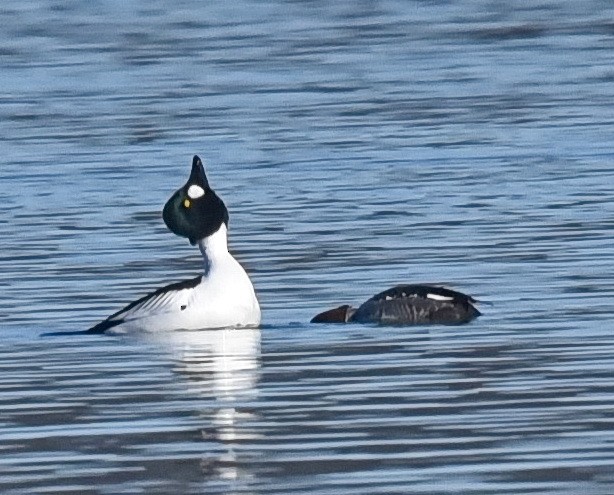 Common Goldeneye - ML614719593