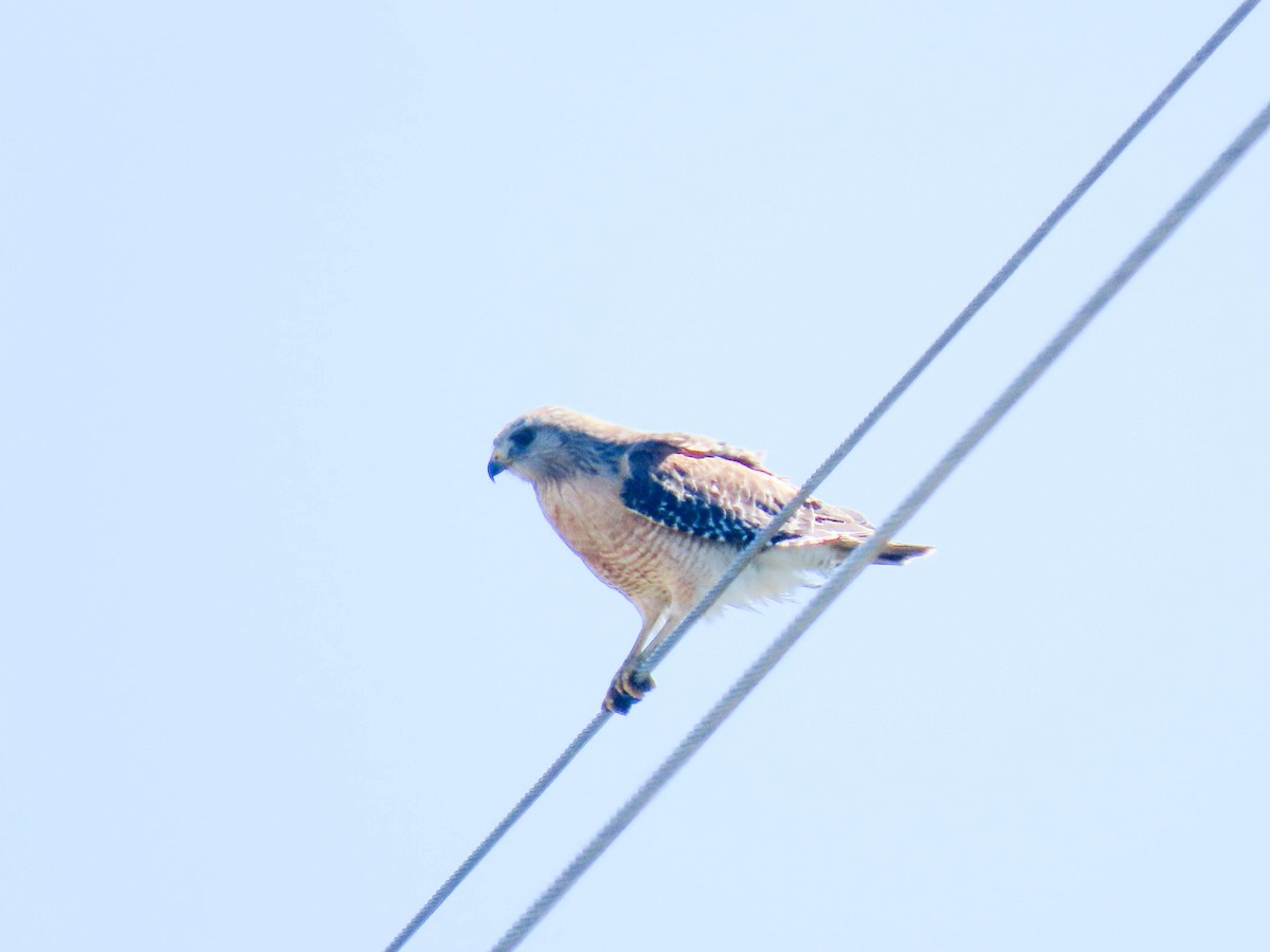 Red-shouldered Hawk - ML614719595