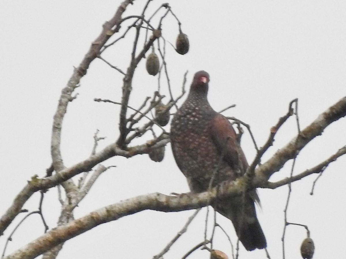 Scaled Pigeon - ML614719630