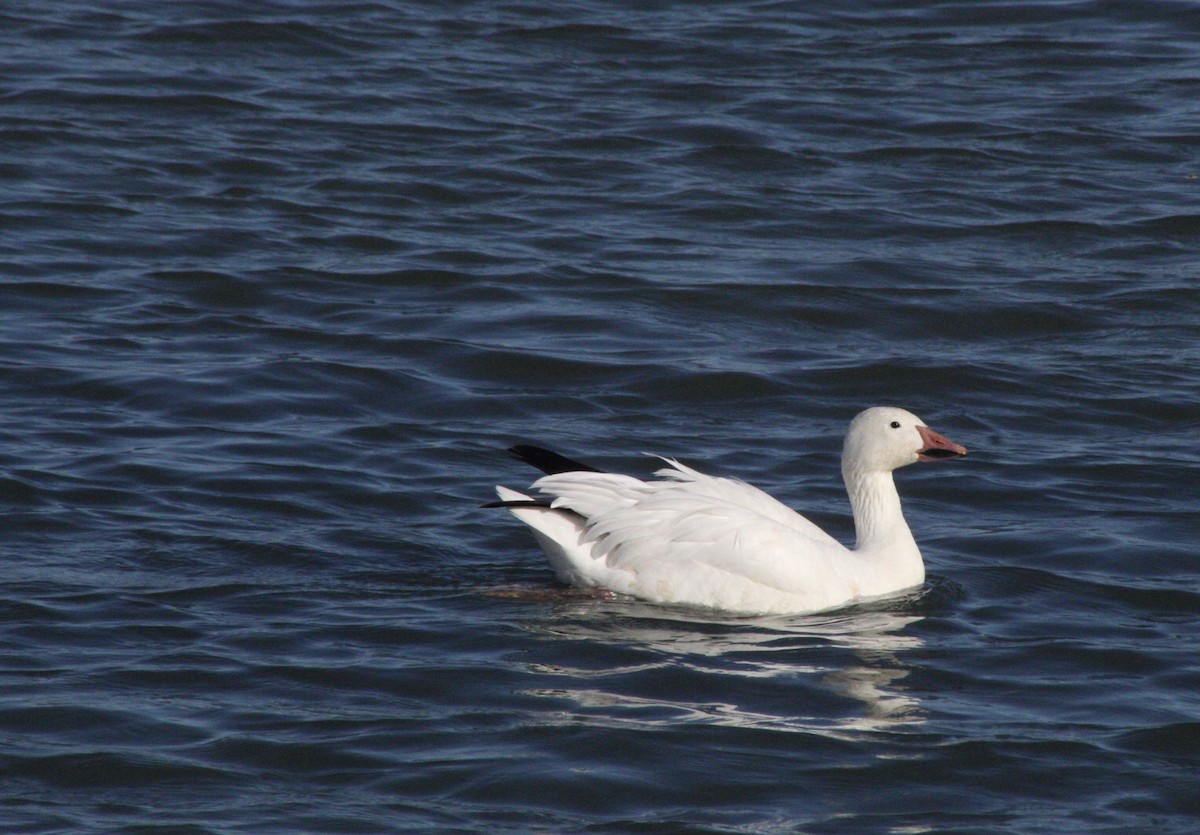 Snow Goose - ML614719658